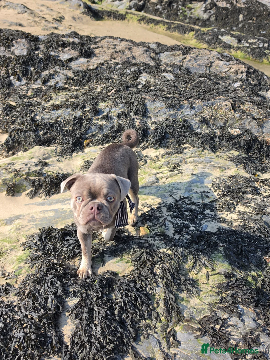 Frug dogs for sale: Blue Bella - Advert 2