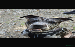 Cane Corso dogs for stud: Pablo the cane corso cross For stud  - Image 3