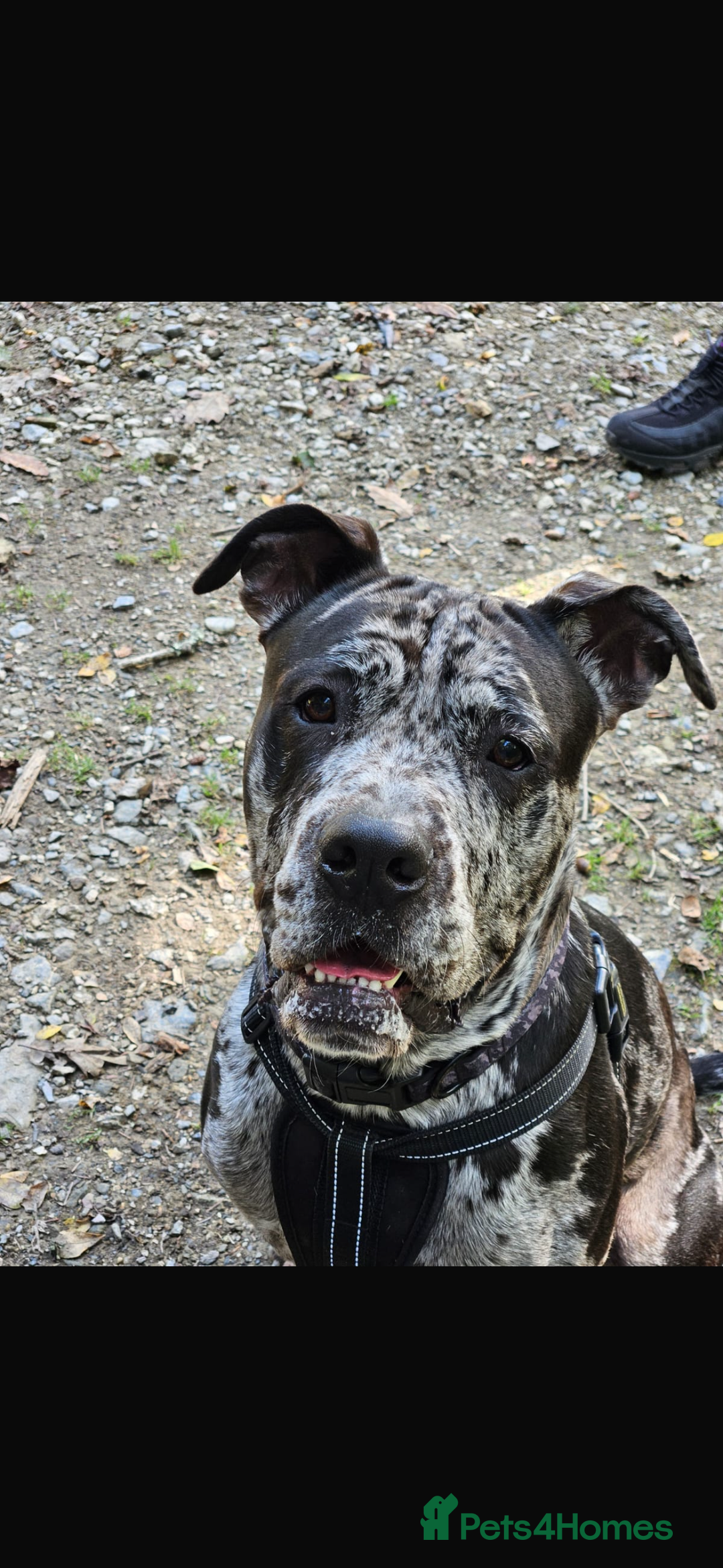 Cane Corso dogs for stud: Pablo the cane corso cross For stud  - Image 3