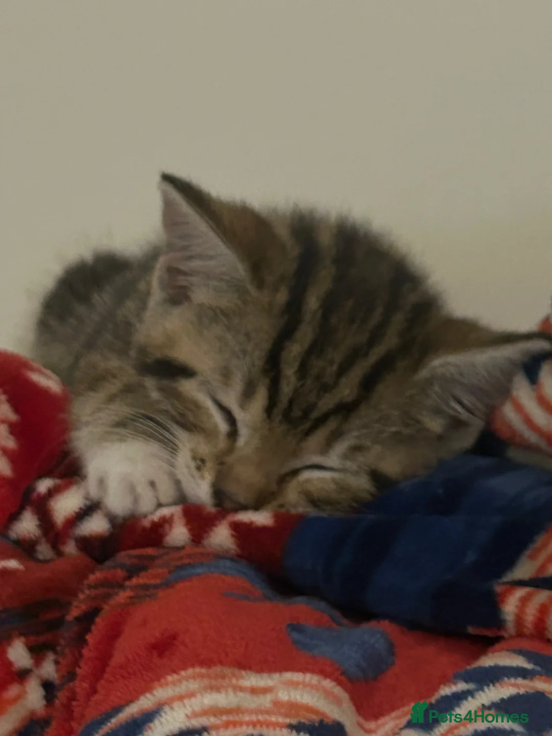 Mixed Breed cats for sale: Beautiful tabby girls  in Haltwhistle - Advert 2