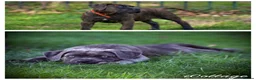Cane Corso dogs for sale: IKC/FCI❤️Two beautiful Females❤️ in London - Advert 17