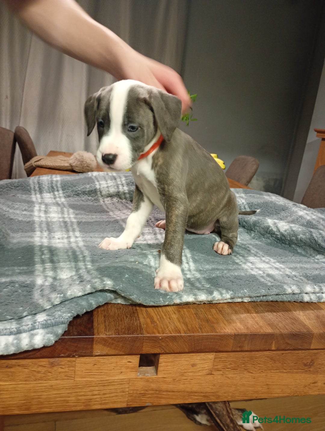 Mixed Breed dogs for sale: Mastiff cross  - Image 24