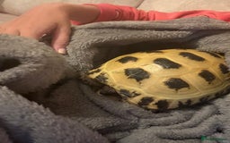 Tortoise reptiles for sale: beautiful Horsefield Female  - Image 2