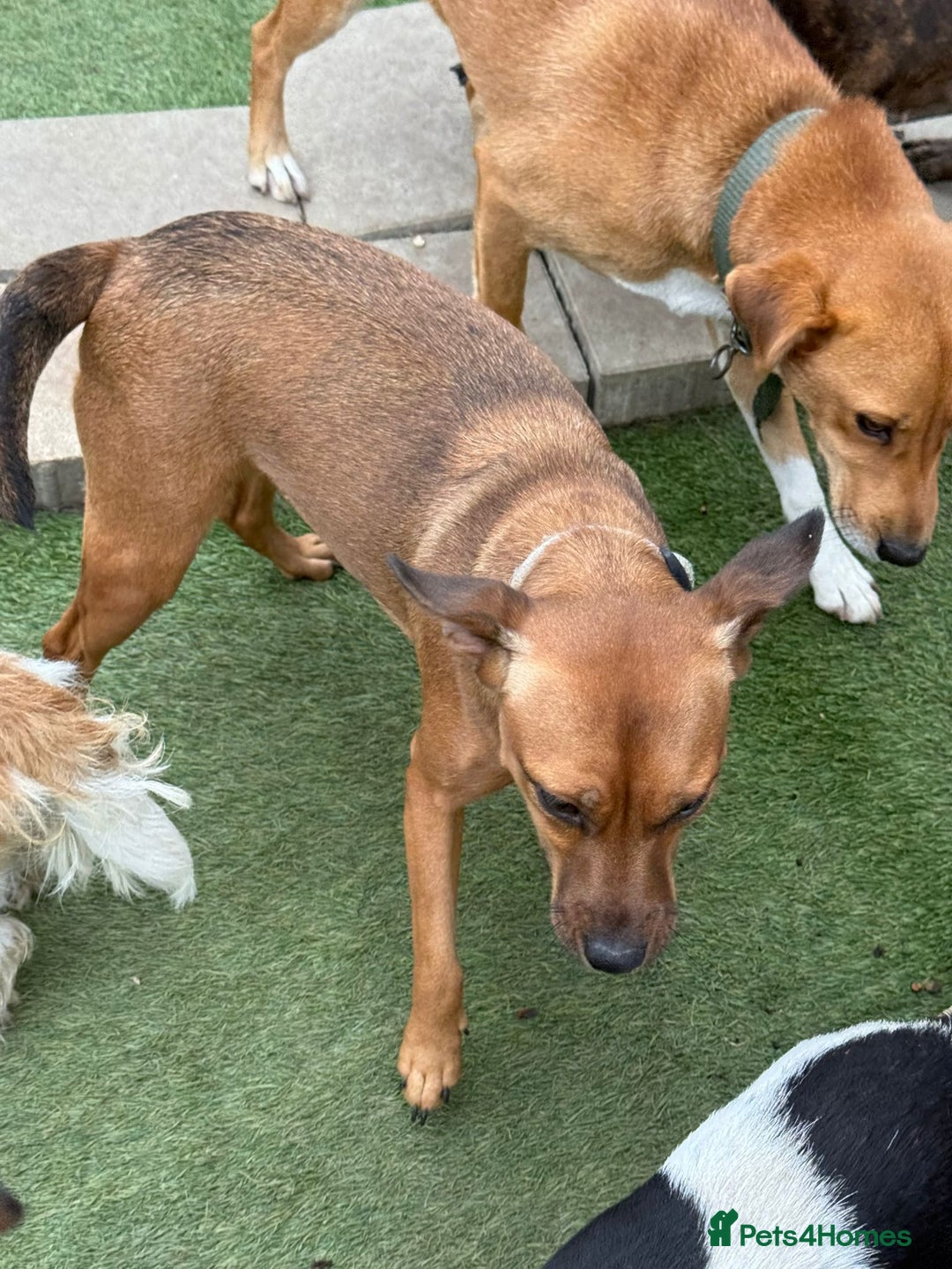 Mixed Breed dogs for adoption: Lovely little Masni wants her home - Advert 4