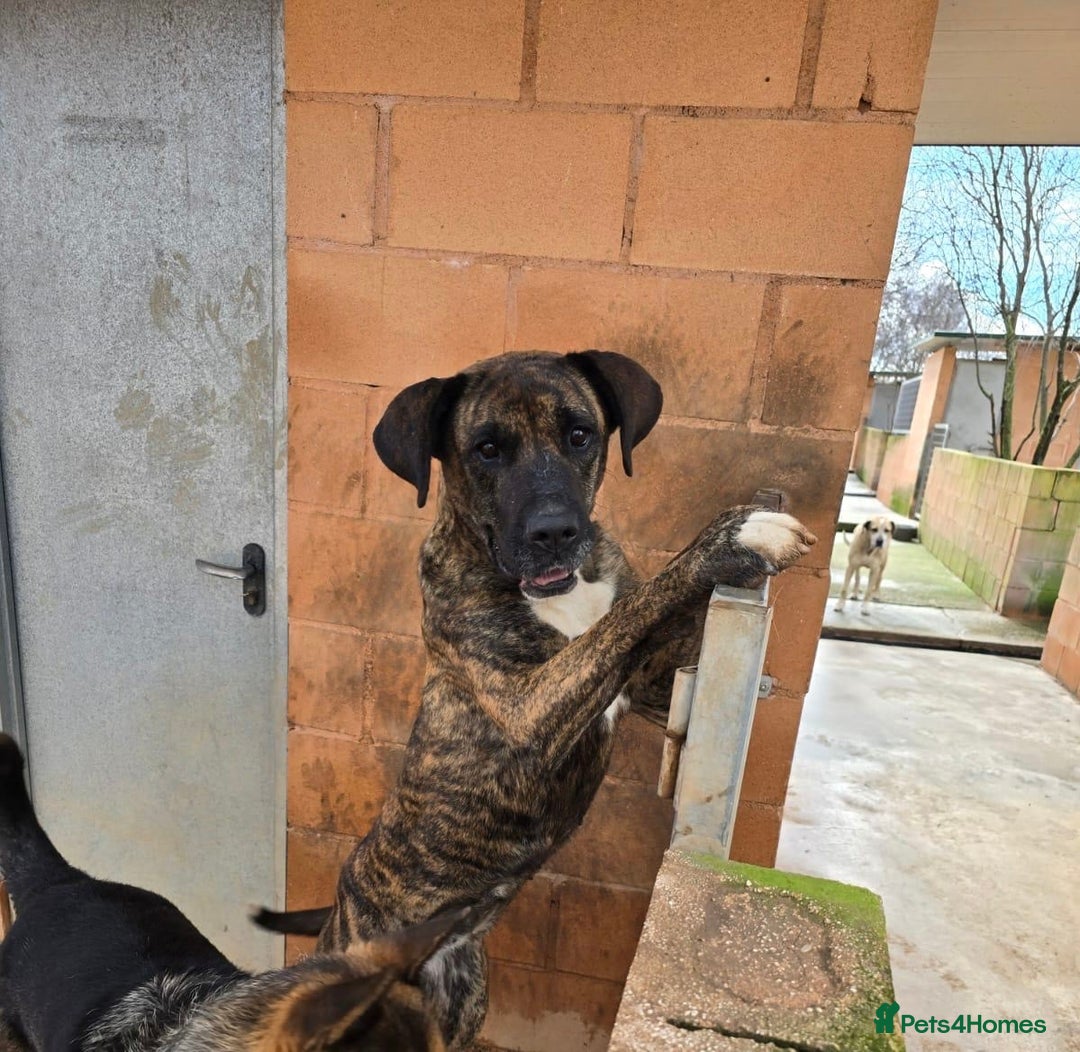 Mixed Breed dogs for adoption: ‼️🚨URGENT🚨‼️ ALMA🩷🐾 - Advert 5