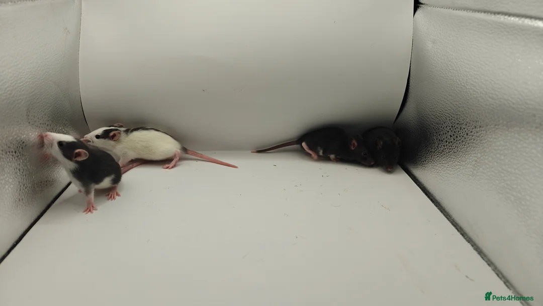 Rat rodents for sale: May Rats!  - Advert 2