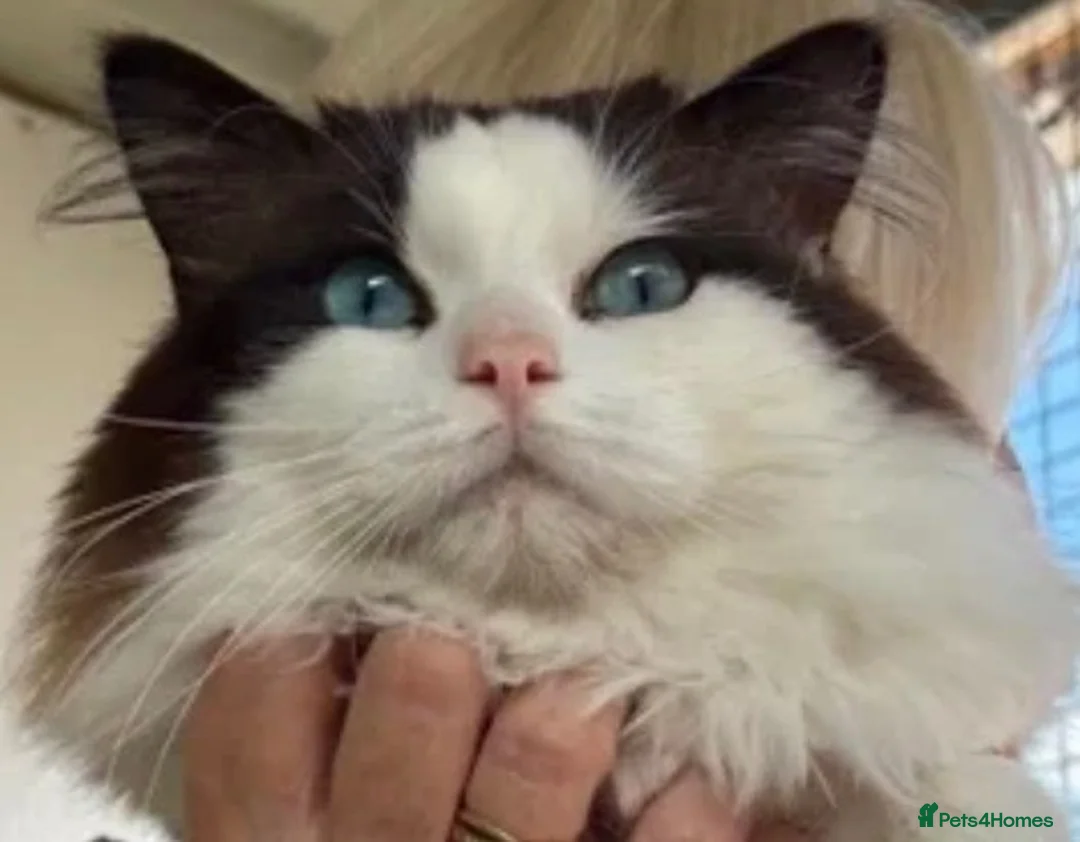 Ragdoll cats for stud: 💙STUNNING PROVEN  BI-COLOUR MALE FOR STUD 💙💙 - Advert 2
