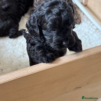 Cavapoo dogs - Advert 2