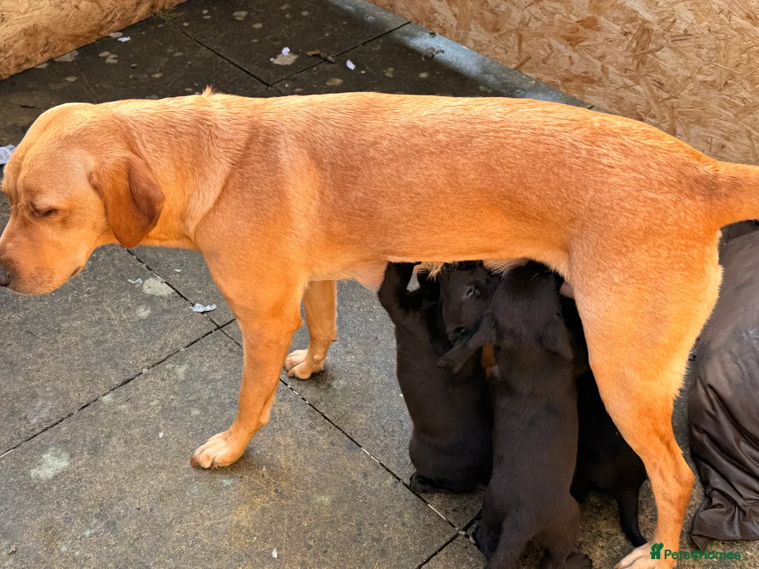Labrador Retriever dogs for sale: Working Labrador Puppies Black & Fox Red Ready Now - Advert 3