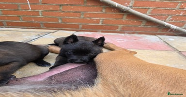 Belgian Shepherd Dog dogs - Advert 9