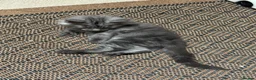 Maine Coon cats for sale: Gorgeous Maine Coon Kittens - Advert 8