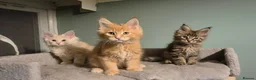 Maine Coon cats for sale: Fluffy Maine Coon kittens - Advert 3