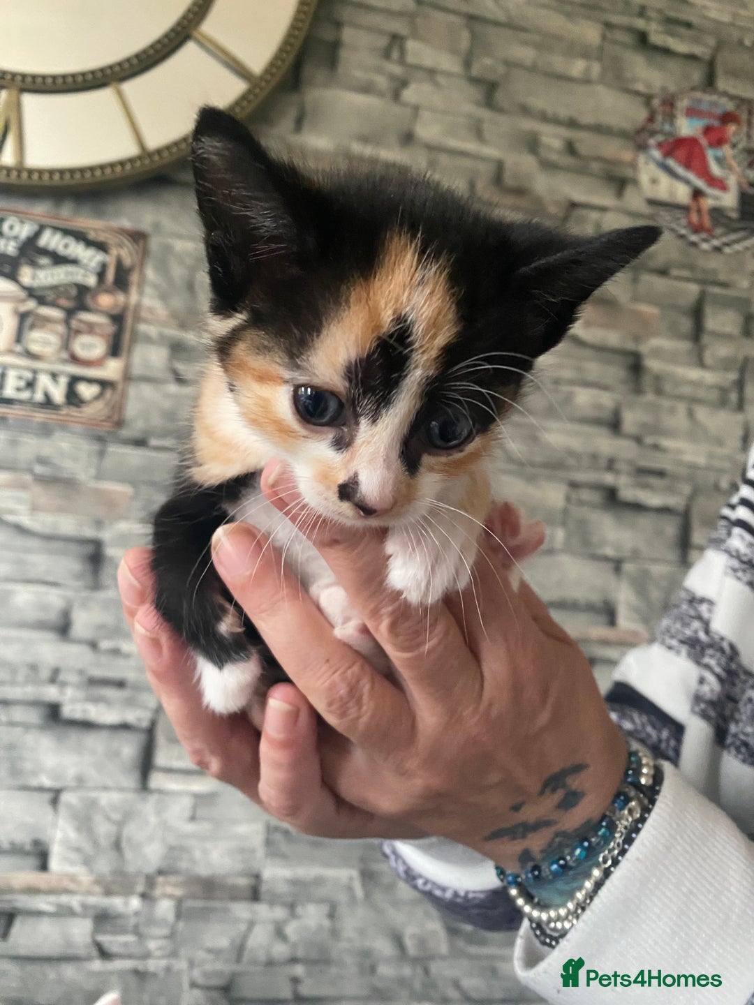 Mixed Breed cats for sale: Beautiful little kittens looking for forever home  - Image 2