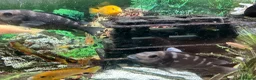 Cichlids fish for sale: Cichlids in Exmouth - Advert 3