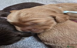 Cockapoo dogs for sale: Champion Line 🏆 F1 Miniature Cockapoo Puppies  - Image 18