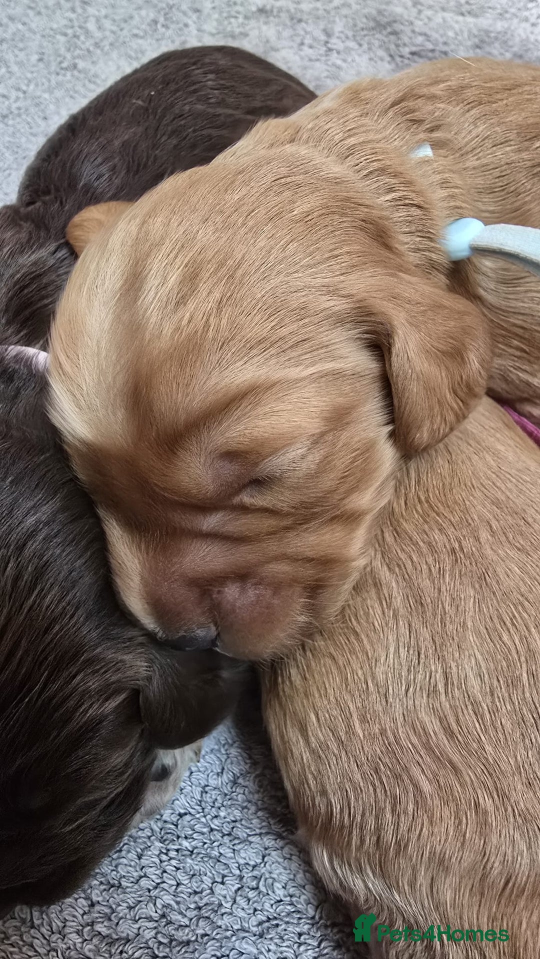Cockapoo dogs for sale: Champion Line 🏆 F1 Miniature Cockapoo Puppies  - Image 18