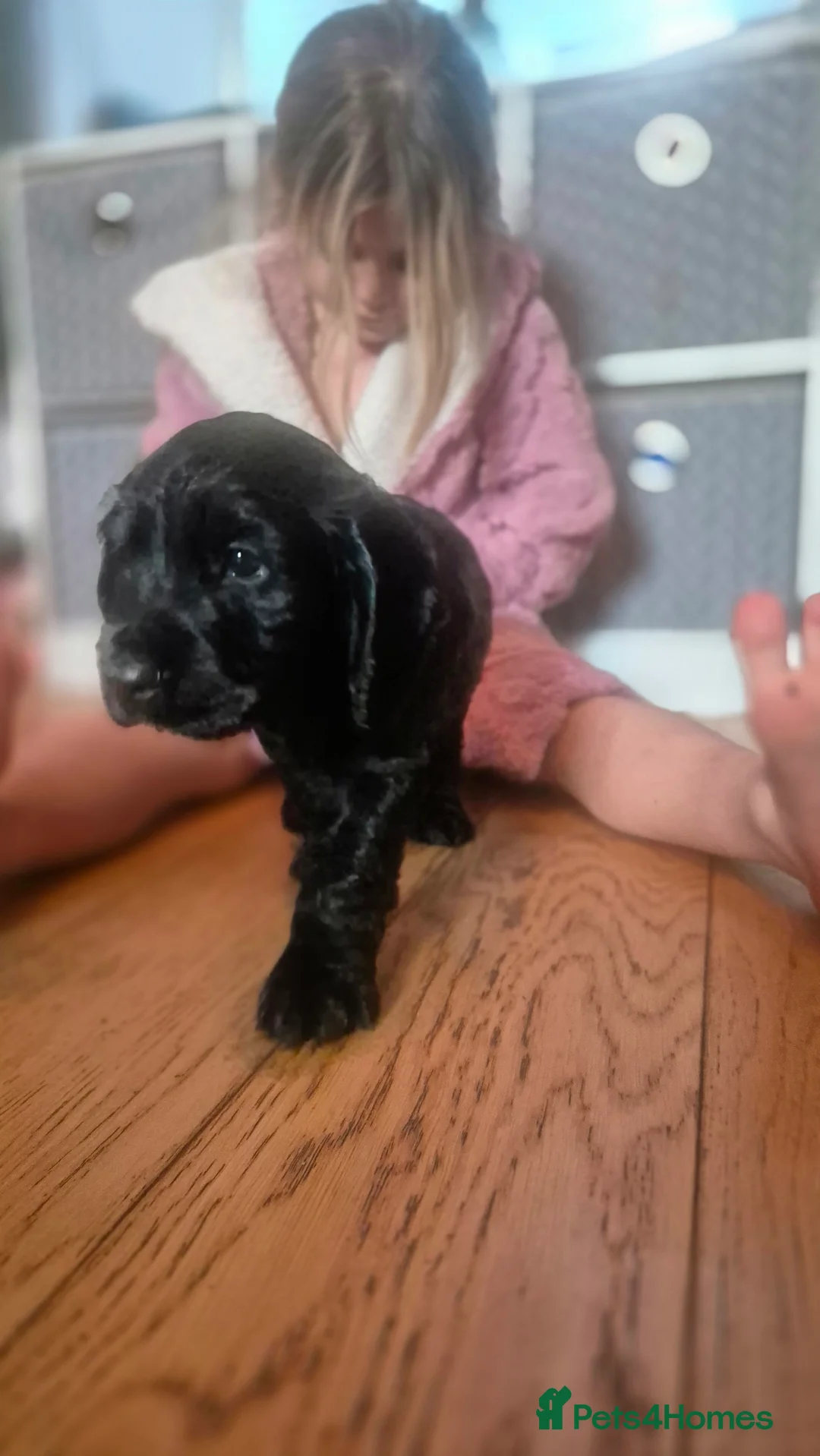 Cocker Spaniel dogs for sale: Mr Paul Bell - Advert 15