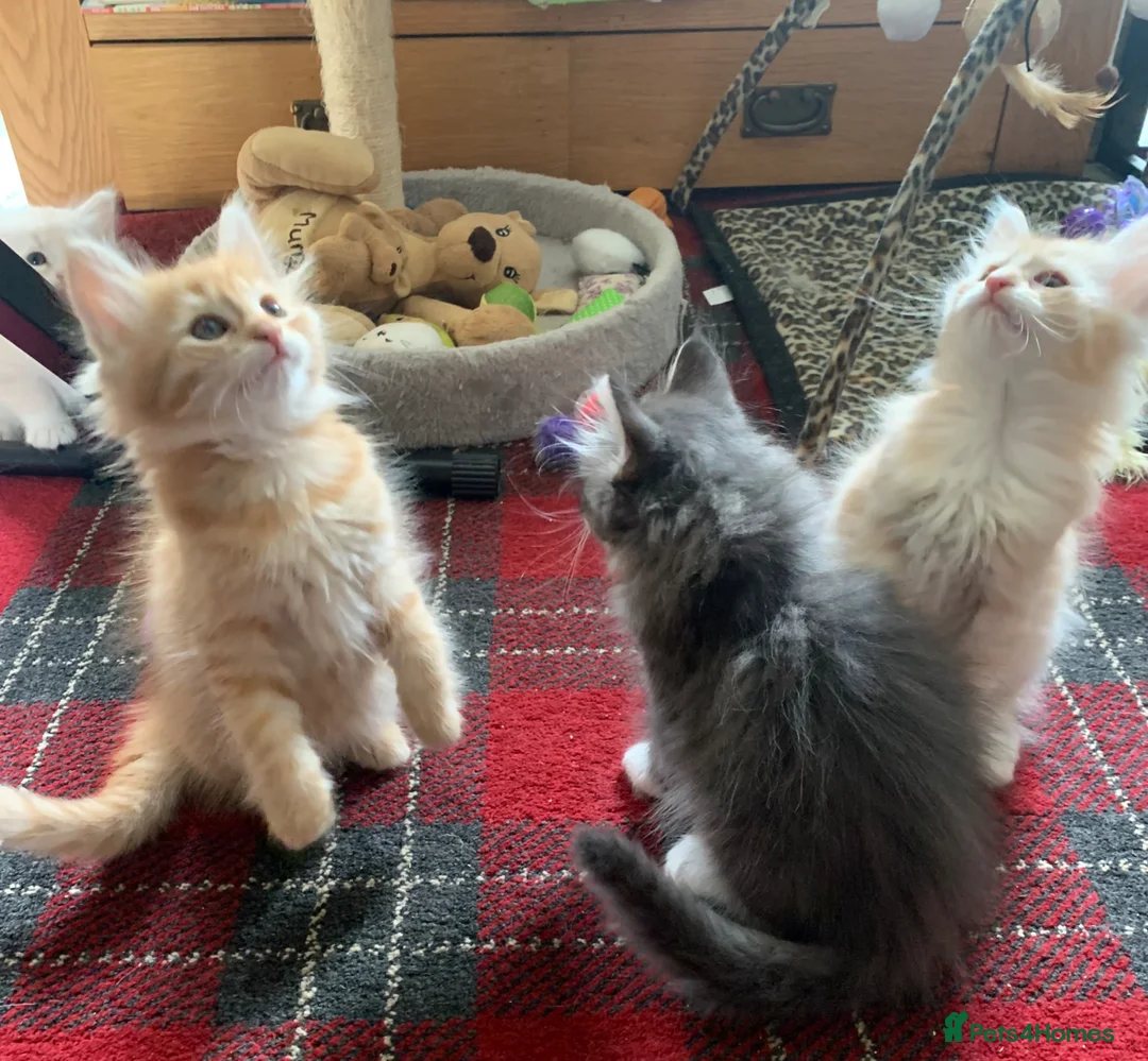 Maine Coon cats for sale: Beautiful Maine Coon x kittens x 5  - Advert 2