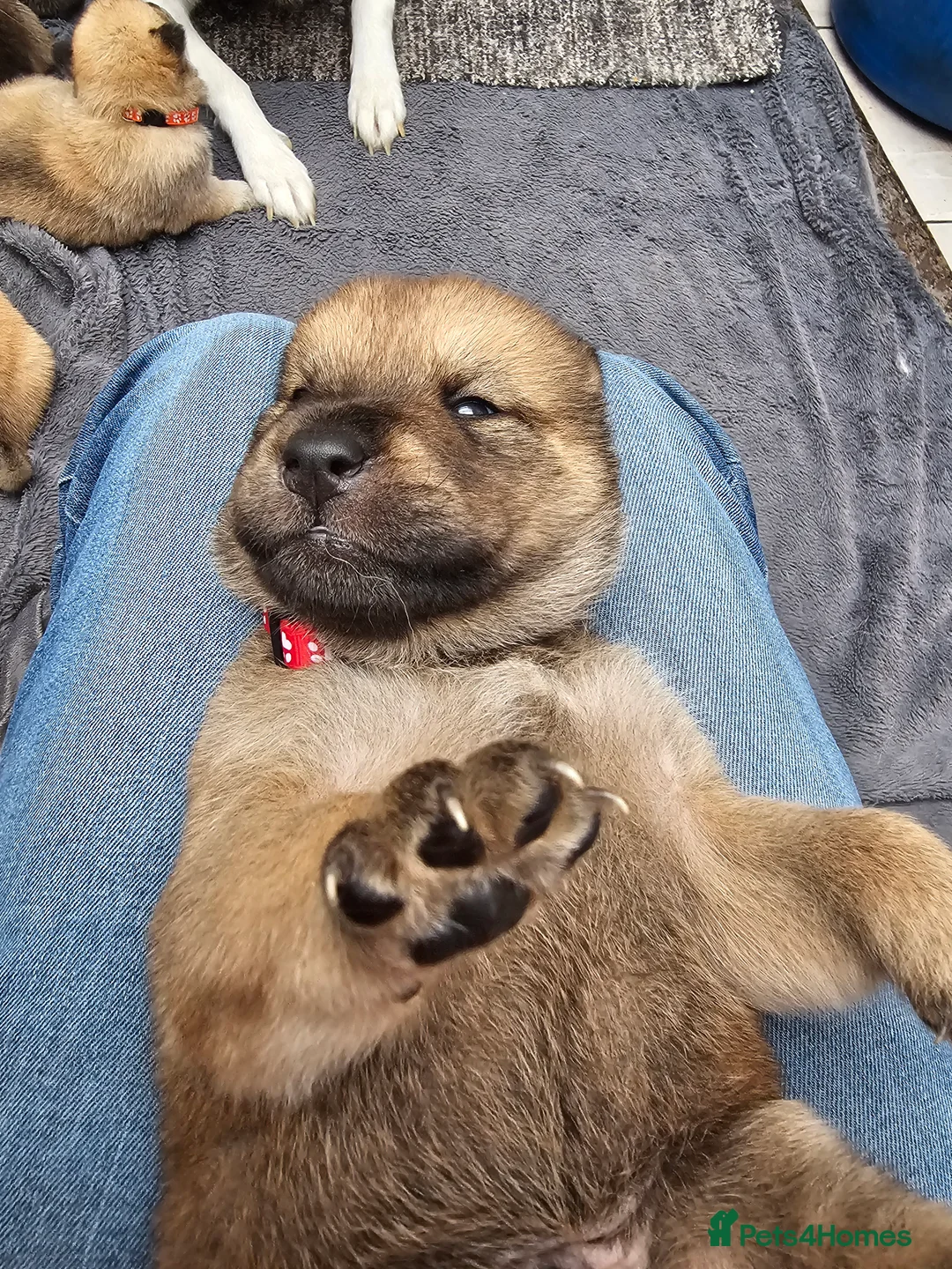 Mixed Breed dogs for sale: Last 3  pupies now £600 Chow Chow dad husky mum - Advert 15