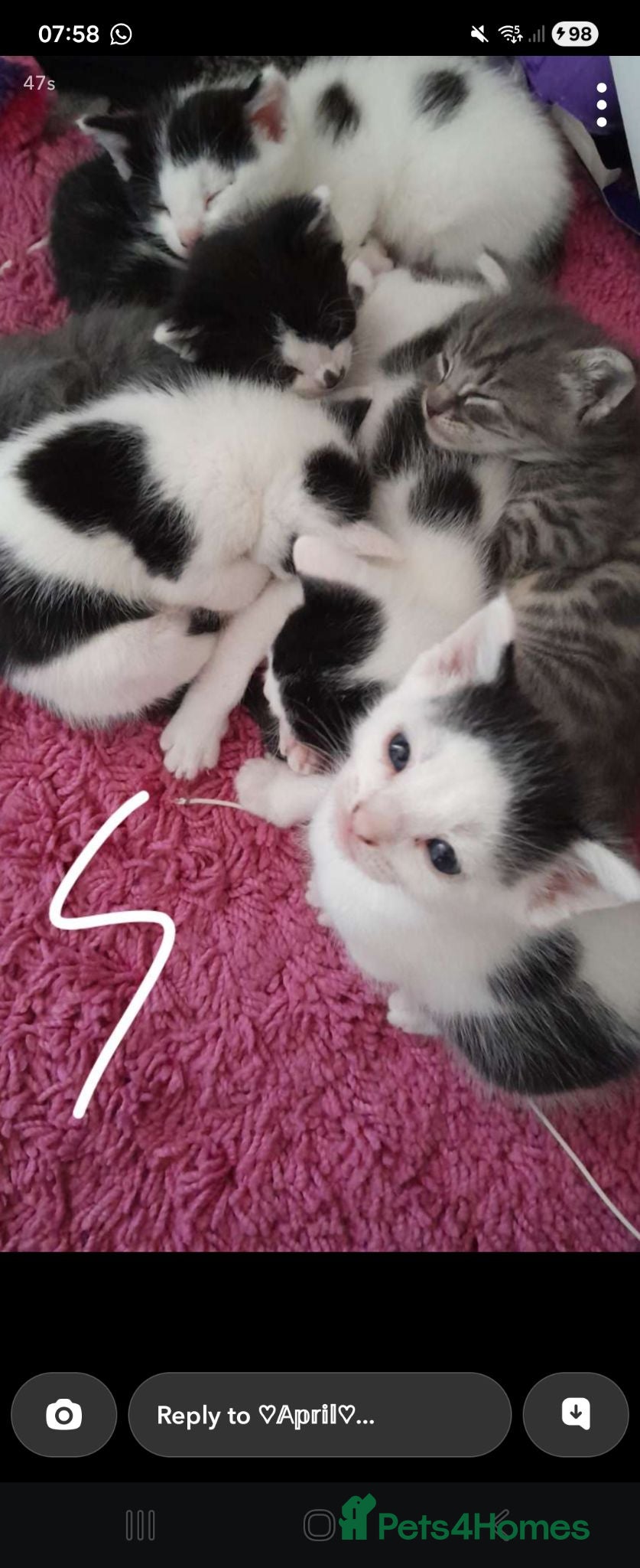 Mixed Breed cats 6 Mixed breed Kittens🐈‍⬛️🐈 - Advert 5
