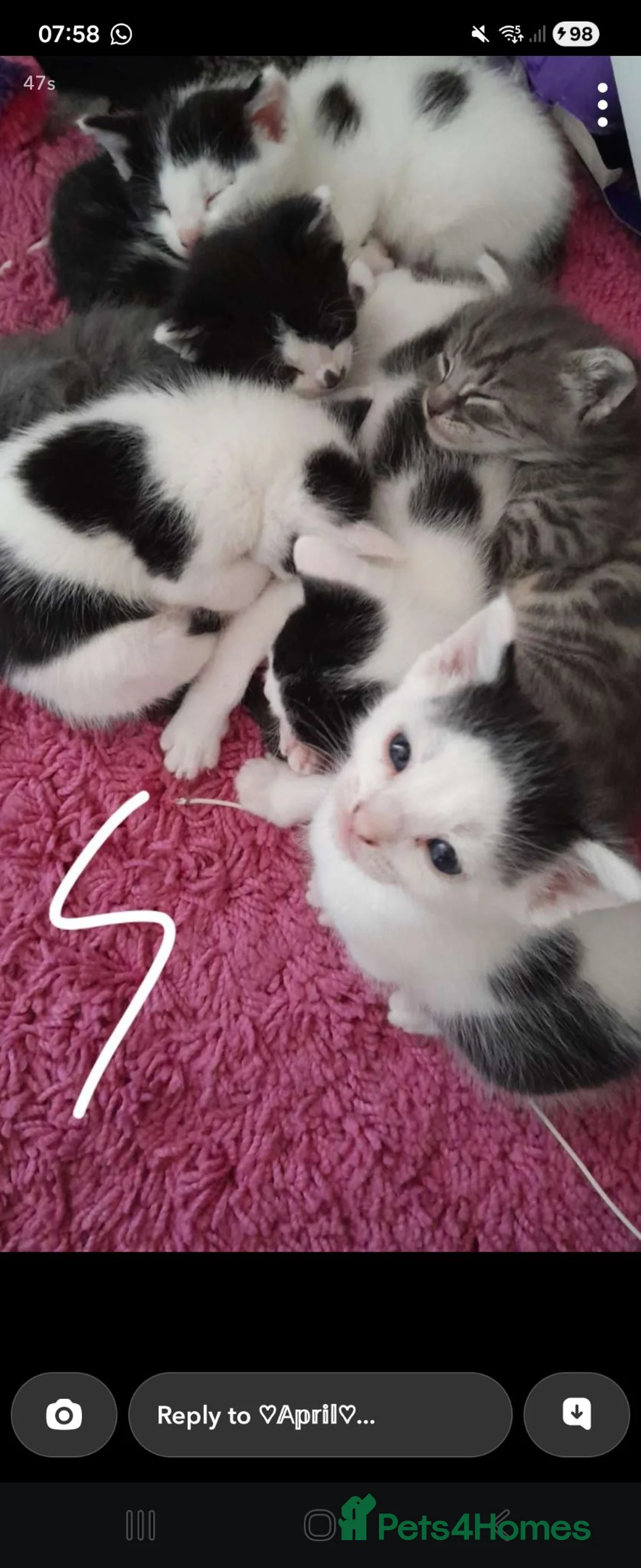 Mixed Breed cats for sale: 6 Mixed breed Kittens🐈‍⬛️🐈 - Advert 1