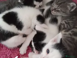 Mixed Breed cats 6 Mixed breed Kittens🐈⬛️🐈 - Advert 5