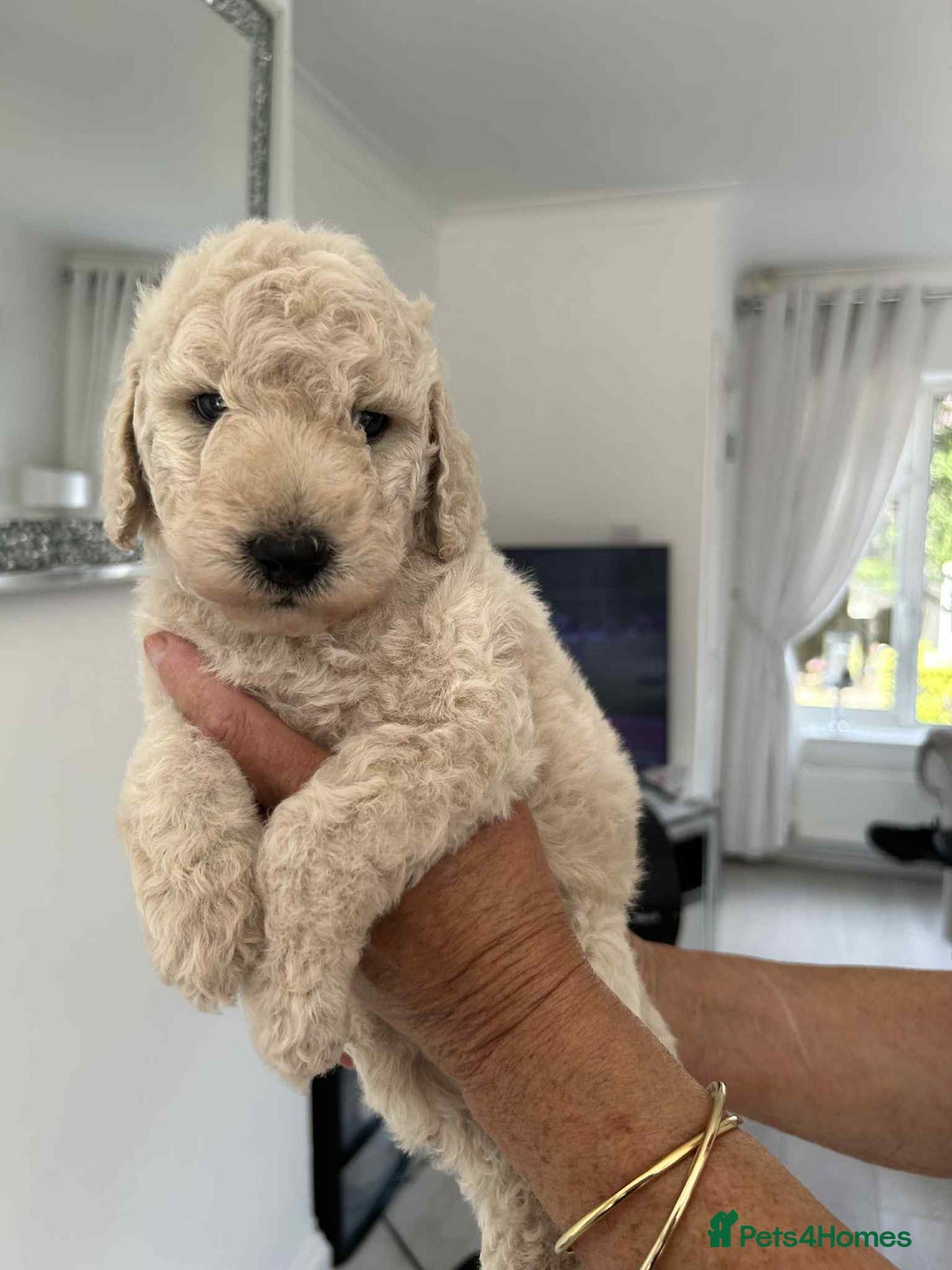 Standard Poodle dogs for sale: Stunning KC Standard Poodle Puppies for sale - Image 5