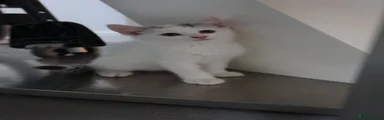 White Kitten with 4 Grey Tabby patches/ dots on the head.