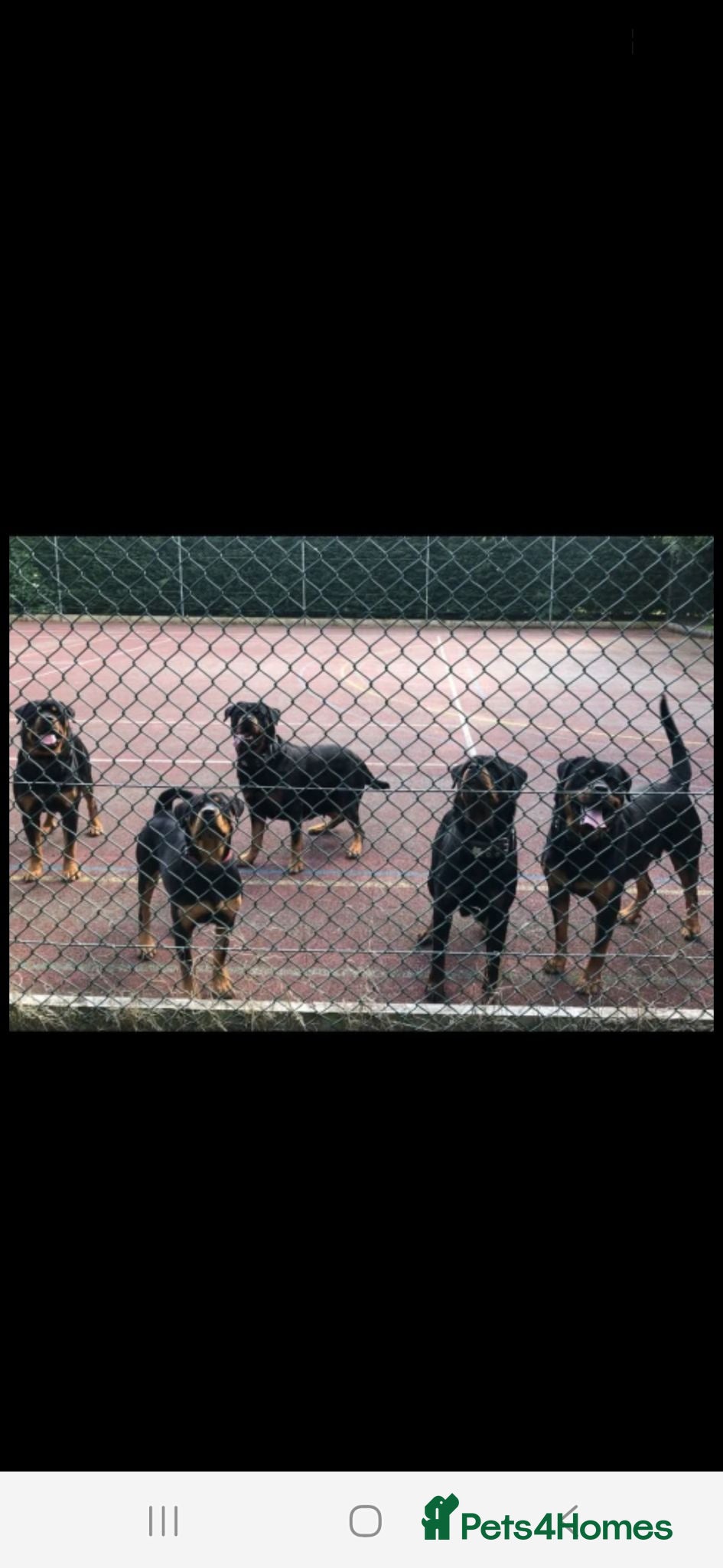 Rottweiler dogs Rottweiler pupps for sale  - Advert 1
