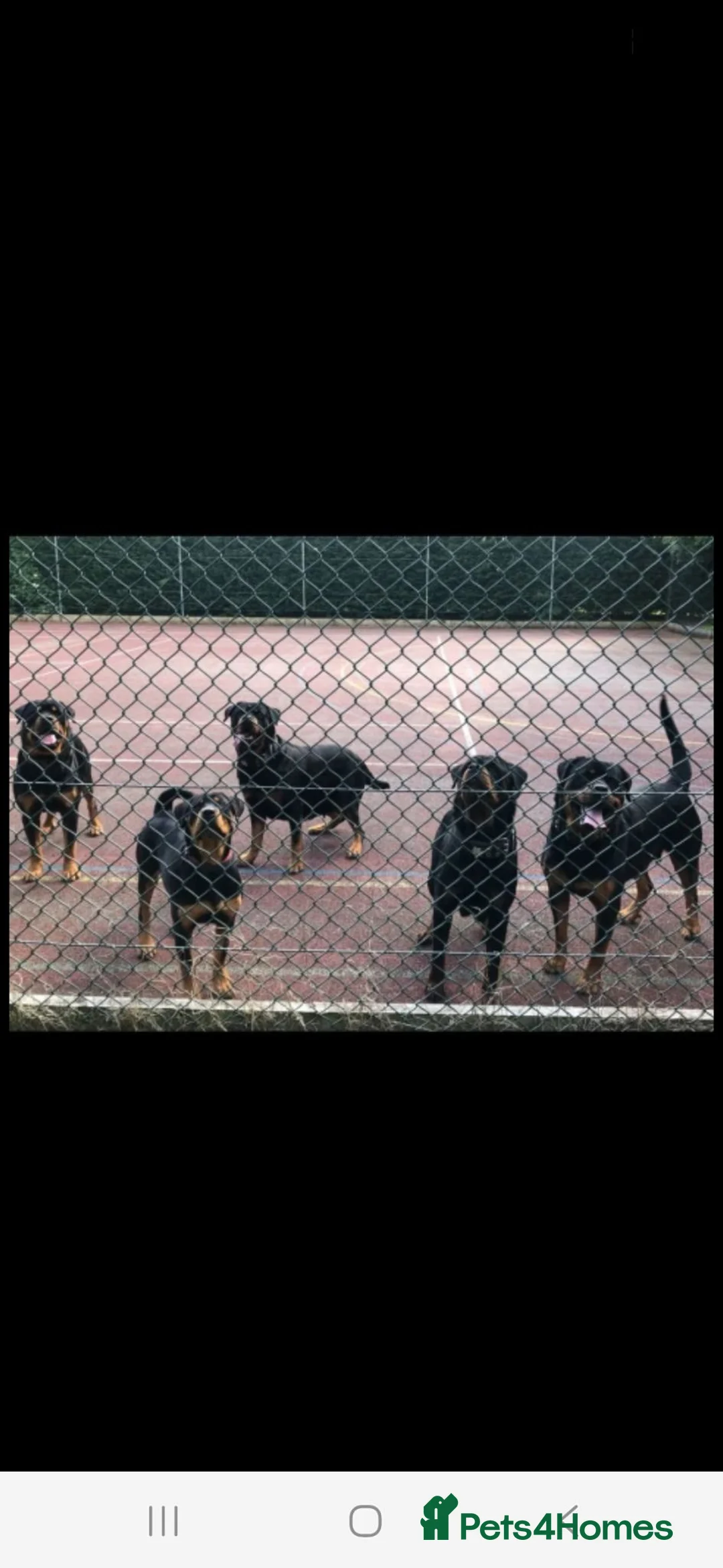 Rottweiler dogs for sale: Rottweiler pupps for sale  - Advert 1