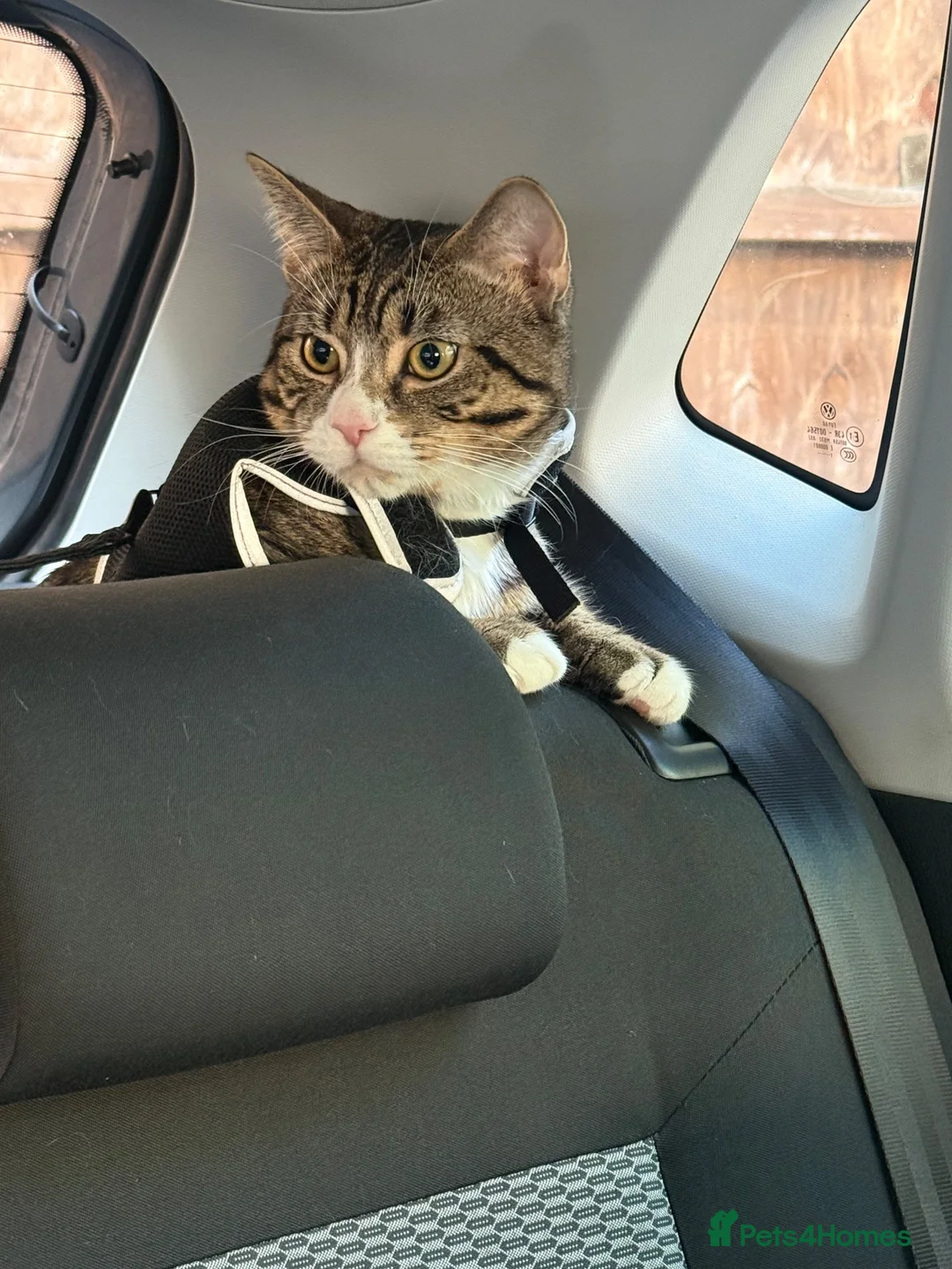Mixed Breed cats for sale: Male cat needs new home  - Advert 2