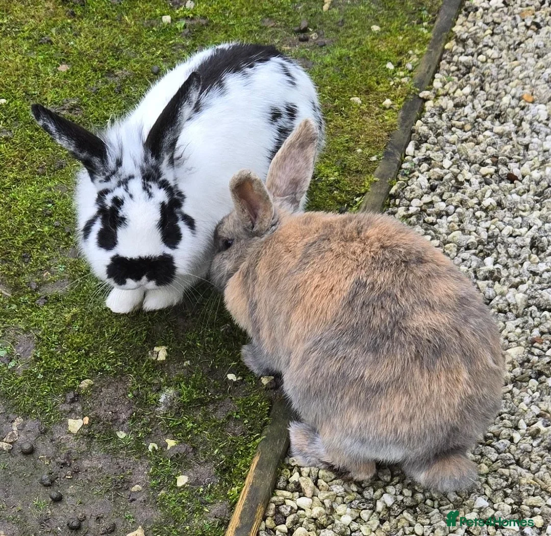 Netherland Dwarf rabbits for sale: 2 Netherlands dwarf rabbits. in Amersham - Advert 1