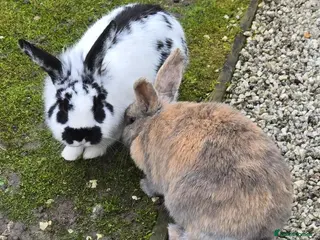 Netherland Dwarf rabbits 2 Netherlands dwarf rabbits. in Amersham - Advert 1