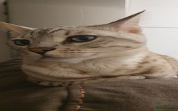 Bengal cats for sale: Little Snow Leopard  - Image 2