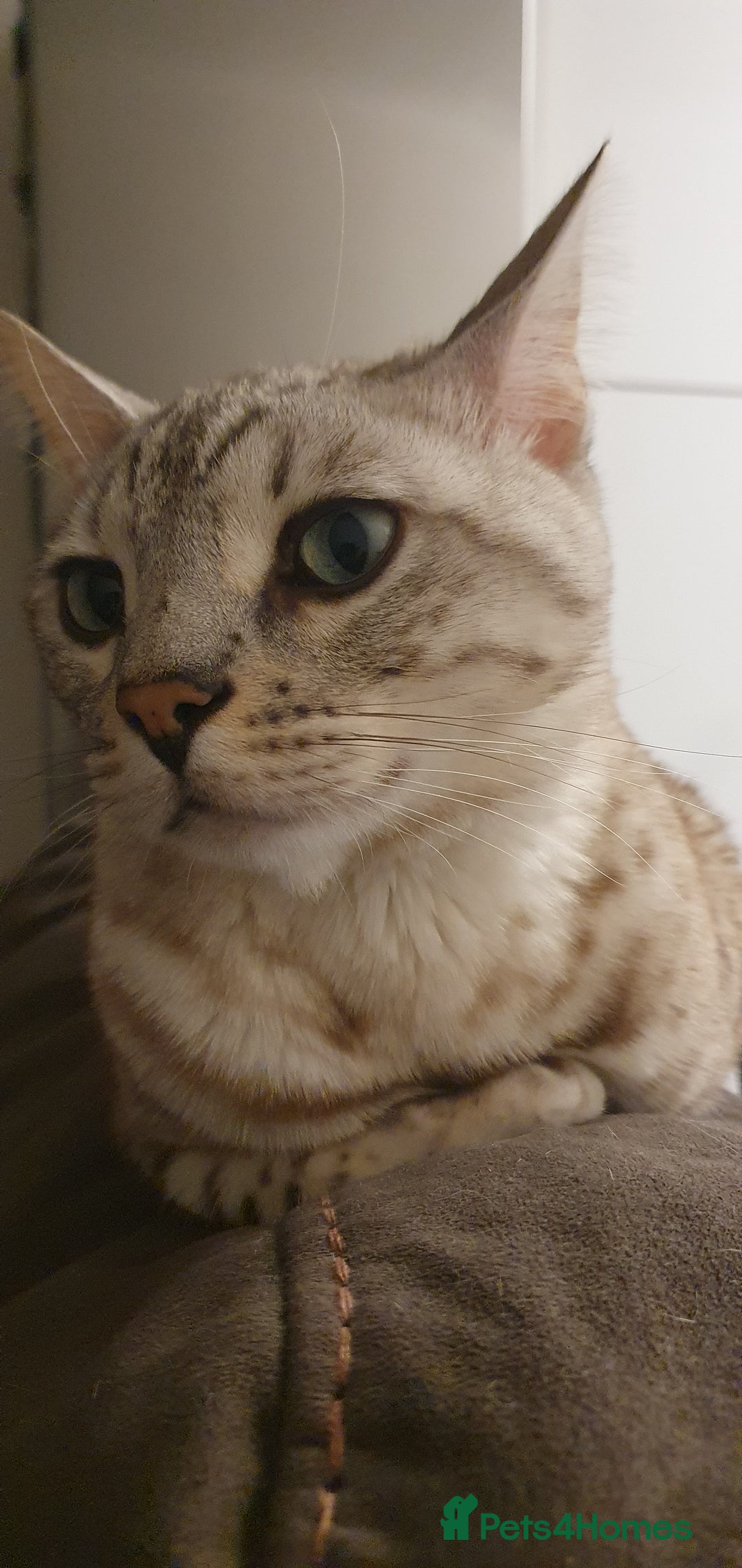 Bengal cats for sale: Little Snow Leopard  - Image 2
