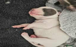 Staffordshire Bull Terrier dogs for sale:  Unique Classic Markings - Image 38