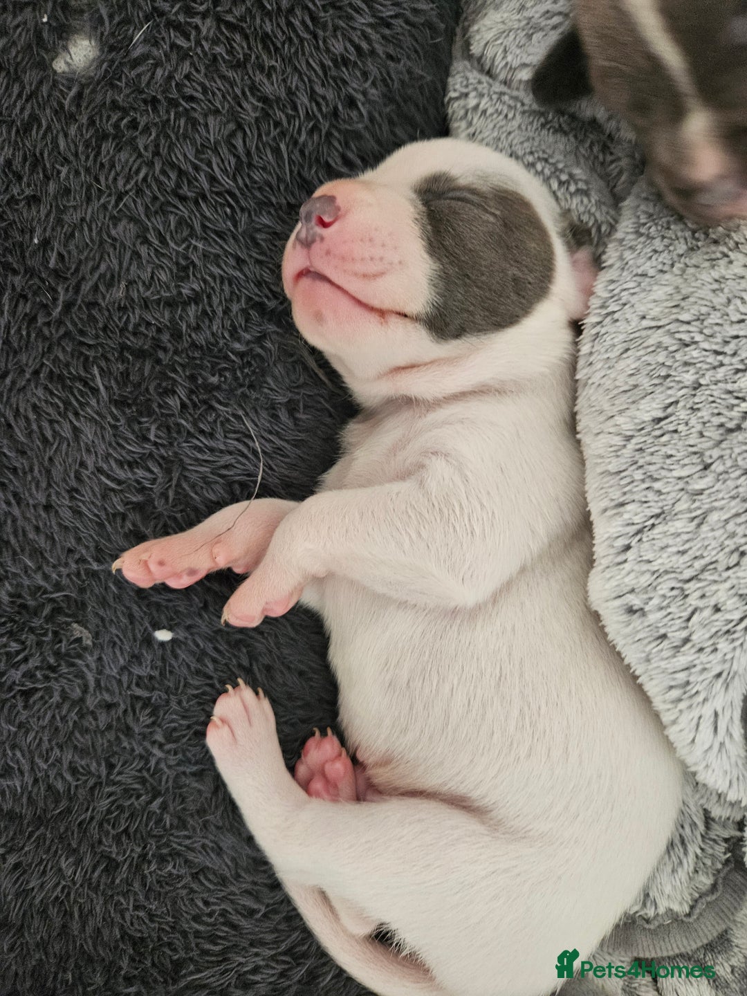 Staffordshire Bull Terrier dogs for sale:  Unique Classic Markings - Image 38