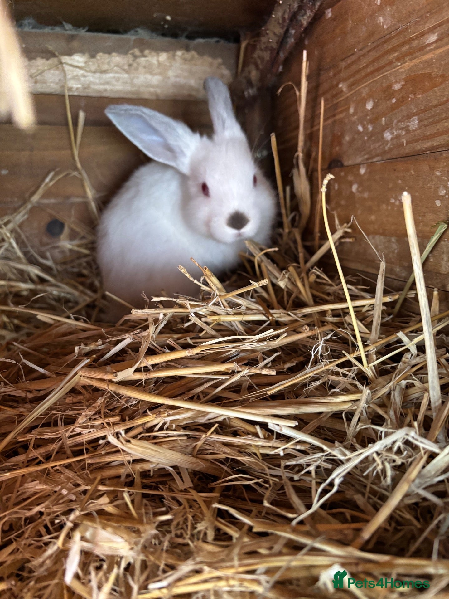 Mixed Breed rabbits Lion head x lops ready now  - Advert 2