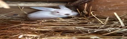 Mixed Breed rabbits for sale: Lion head x lops ready now  - Advert 2