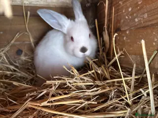 Mixed Breed rabbits Lion head x lops ready now - Advert 2