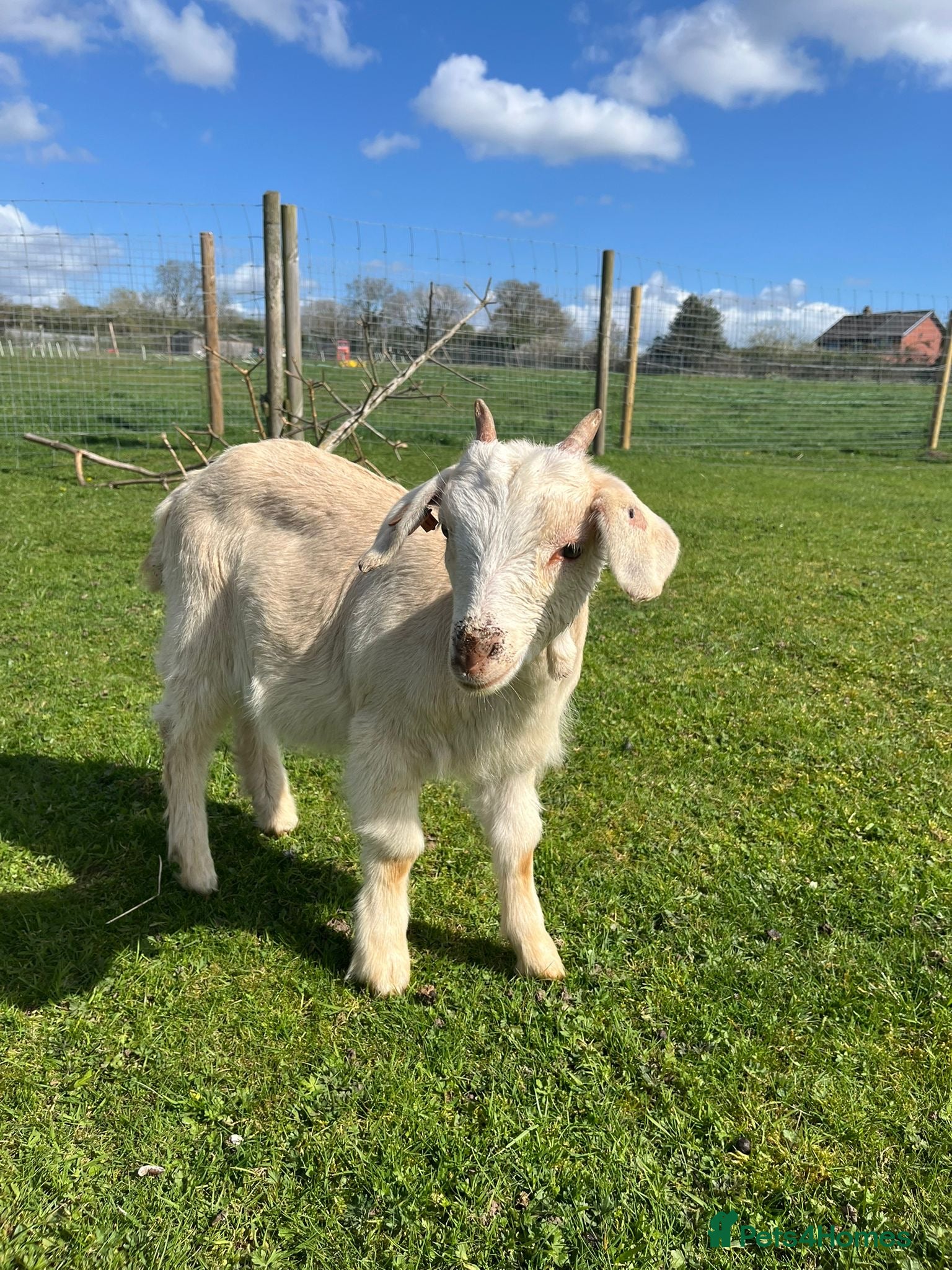 Goats livestock 3 x Boer cross kids  - Advert 8