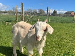 Goats livestock 3 x Boer cross kids - Advert 5