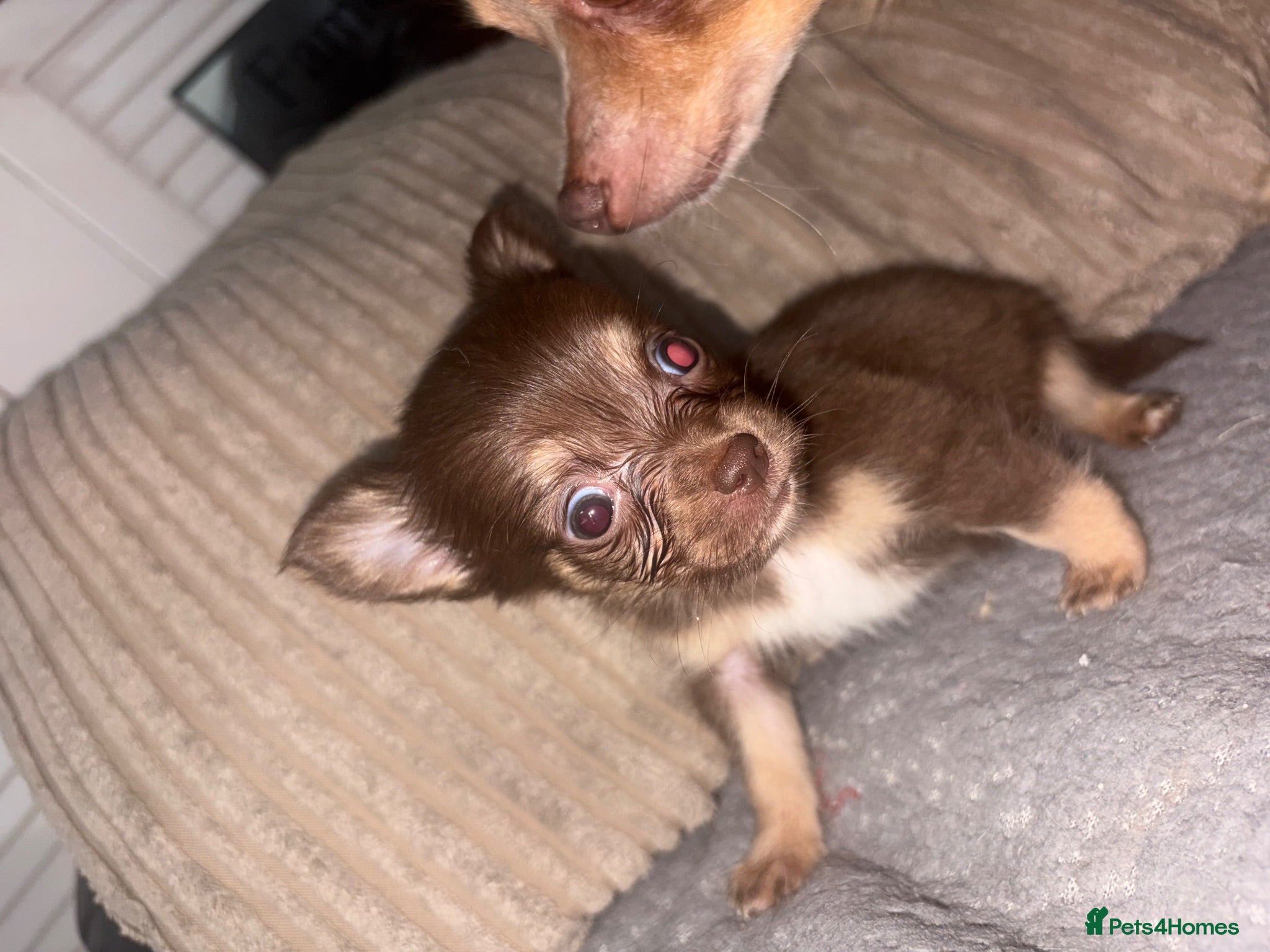 Chihuahua dogs Two female chihuahuas - Advert 18
