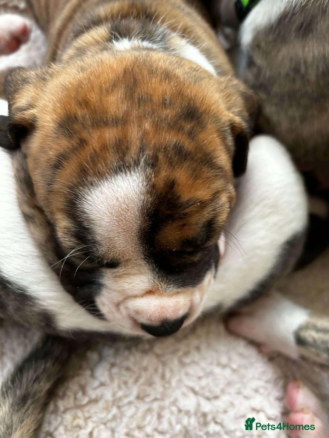 Mixed Breed dogs for sale: American Bulldog Puppies – Child & Cat Friendly - Advert 10