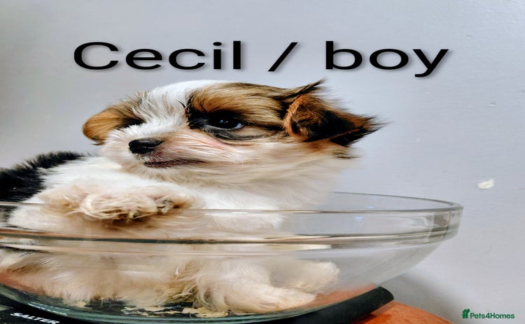 Biewer Terrier dogs - Advert 1