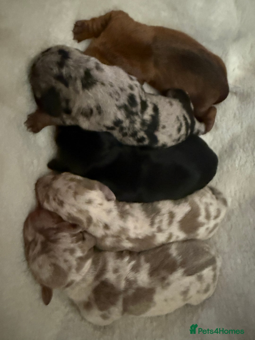 Miniature Dachshund dogs for sale: Dachshund puppies for sale. - Advert 4