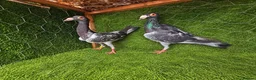 Pigeons birds for sale: Beautiful Quality Pigeons Healthy & Well Cared For - Advert 23