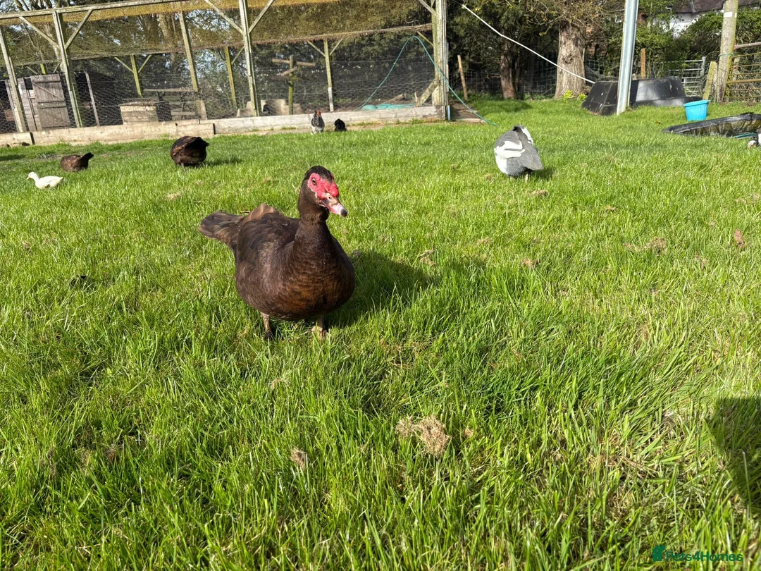 Ducks poultry for sale: Chocolate Muscovy Drake in Tonbridge - Advert 1