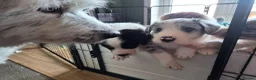 Mixed Breed dogs for sale: Beardie border x blue merle and tri coloured - Advert 17