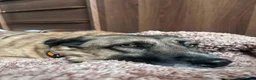 Mixed Breed dogs for adoption: Gallina for adoption in Leigh-on-Sea - Advert 6